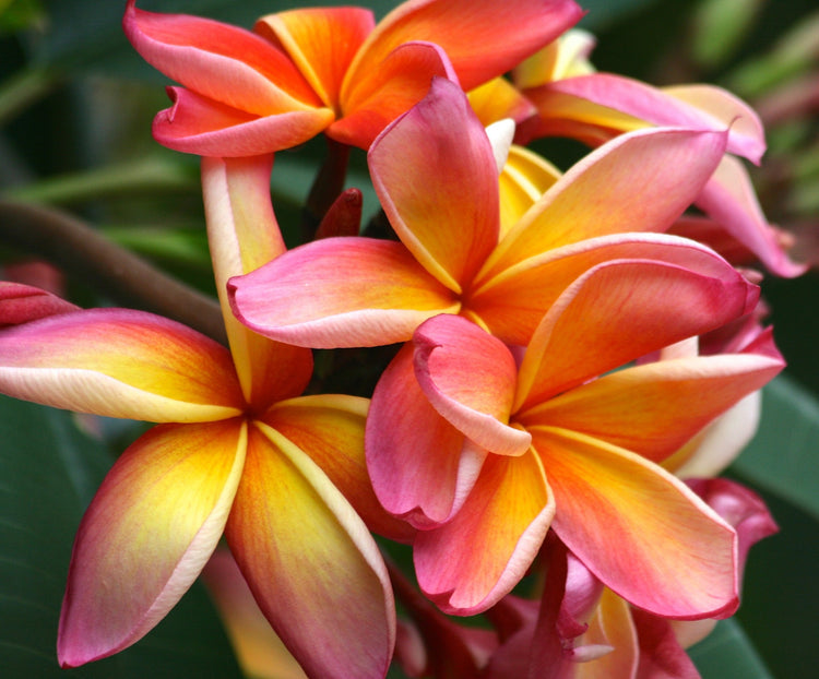Les fleuris